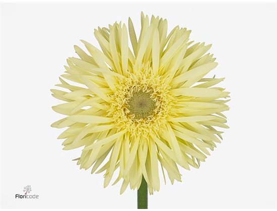 Gerbera Sp Mi Moonlight x20 c1793