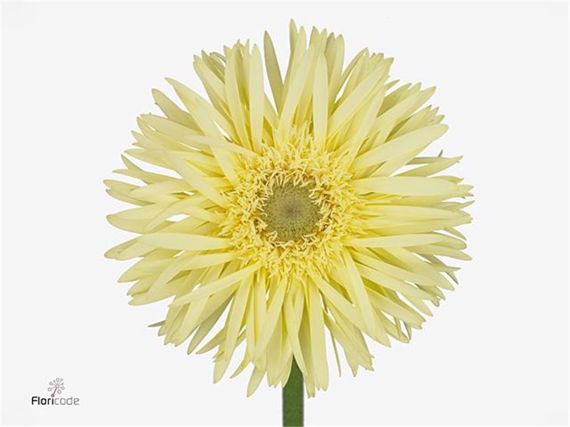 Gerbera Sp Mi Moonlight x20 c1793