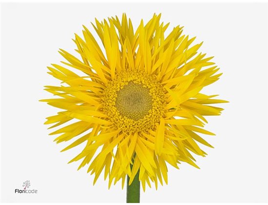 Gerbera Sp Mi Stryker x20 c1794