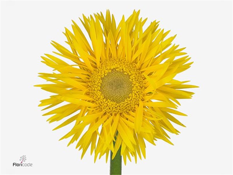 Gerbera Sp Mi Stryker x20 c1794