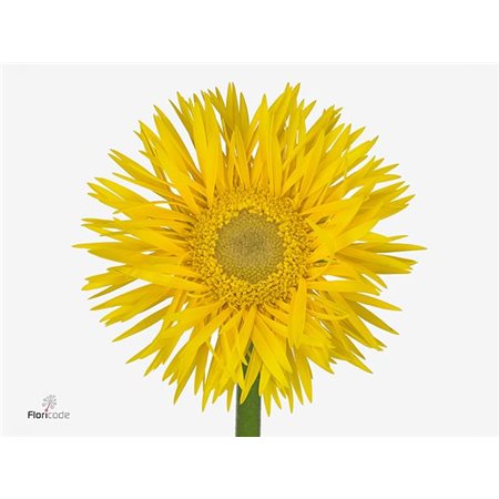 Gerbera Sp Mi Stryker x20 c1794
