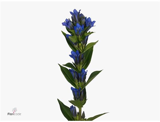 Gerbera Sp Mi Stryker x20 c1795