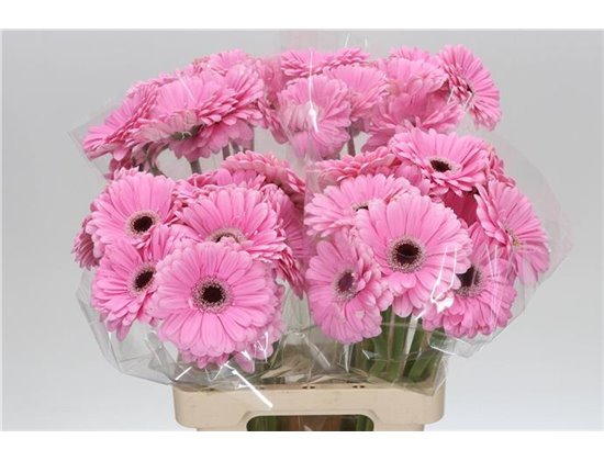 Gerbera * 65 Cm Alison X10 c1798
