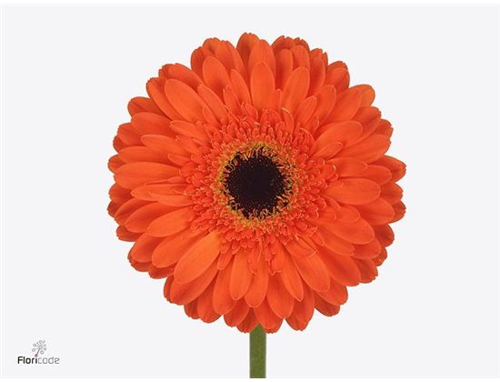 Gerbera * 65 Cm Bonanza X10 c1803