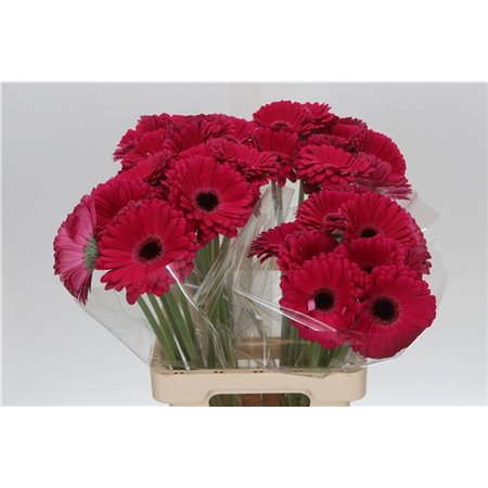 Gerbera * 65 Cm Marilu X10 c1807