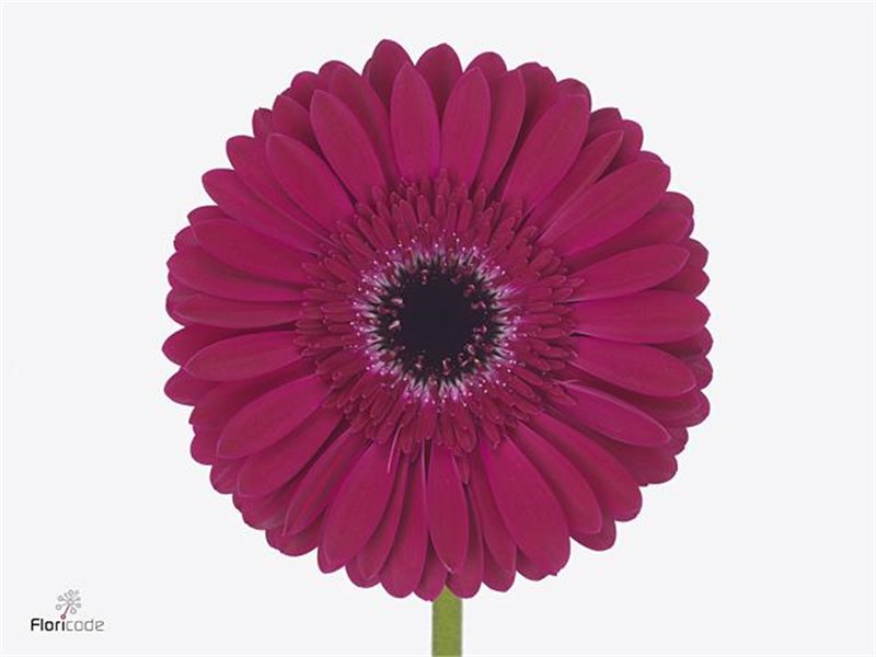 Gerbera * 65 Cm Passoa X10 c1811