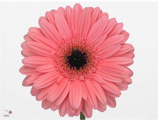Gerbera * 65 Cm Passoa X10 c1812