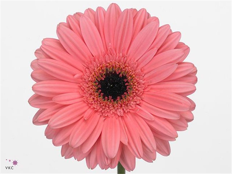 Gerbera * 65 Cm Passoa X10 c1812