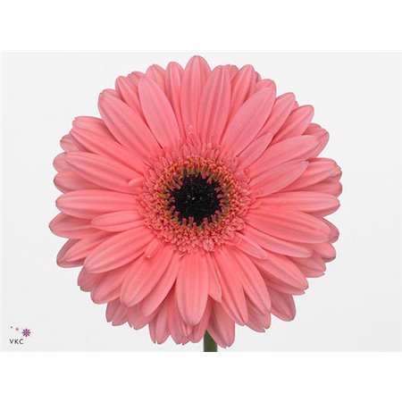 Gerbera * 65 Cm Passoa X10 c1812