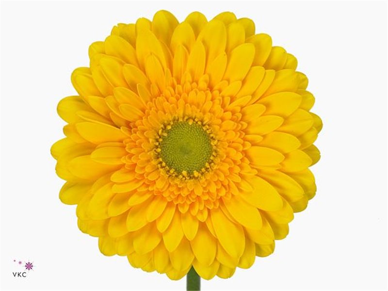 Gerbera * 65 Cm Submarine X10 c1814