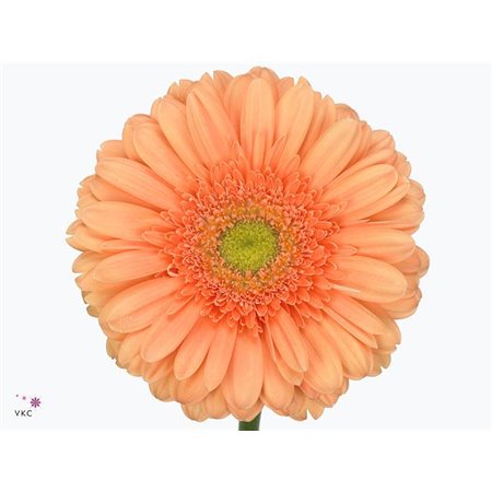 Gerbera * 65 Cm White House X10 c1817