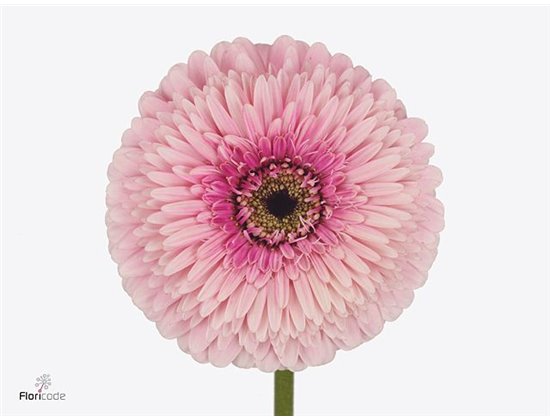 Gerbera * Magic Ball x20 c1824