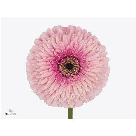 Gerbera * Magic Ball x20 c1824
