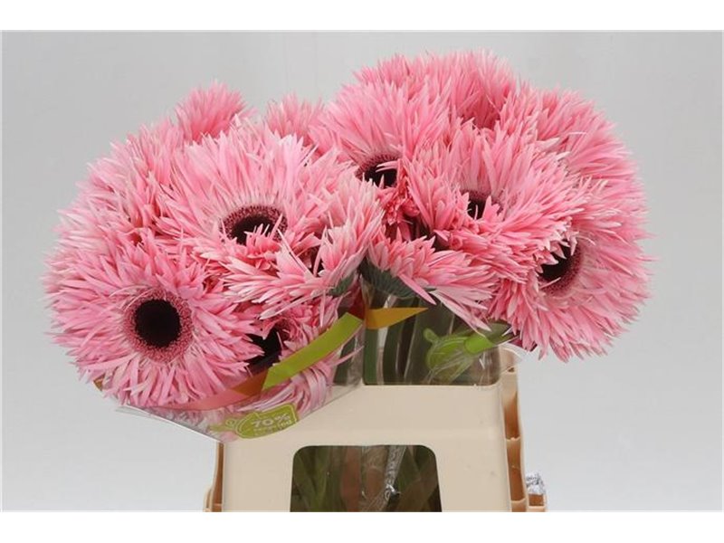Gerbera * Sp Abu x20 c1827