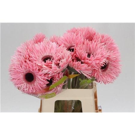 Gerbera * Sp Abu x20 c1827