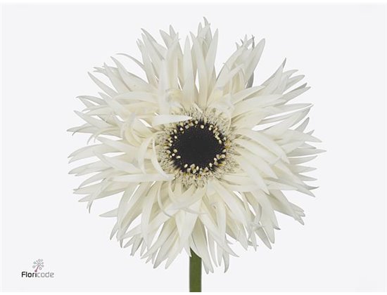 Gerbera * Sp Garden Ghost x20 c1828