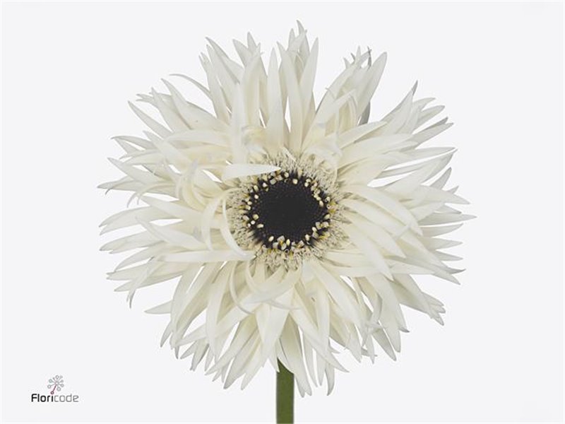 Gerbera * Sp Garden Ghost x20 c1828