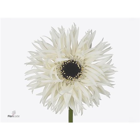 Gerbera * Sp Garden Ghost x20 c1828