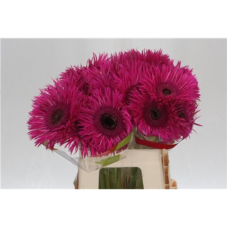 Gerbera * Sp Nola x20 c1829