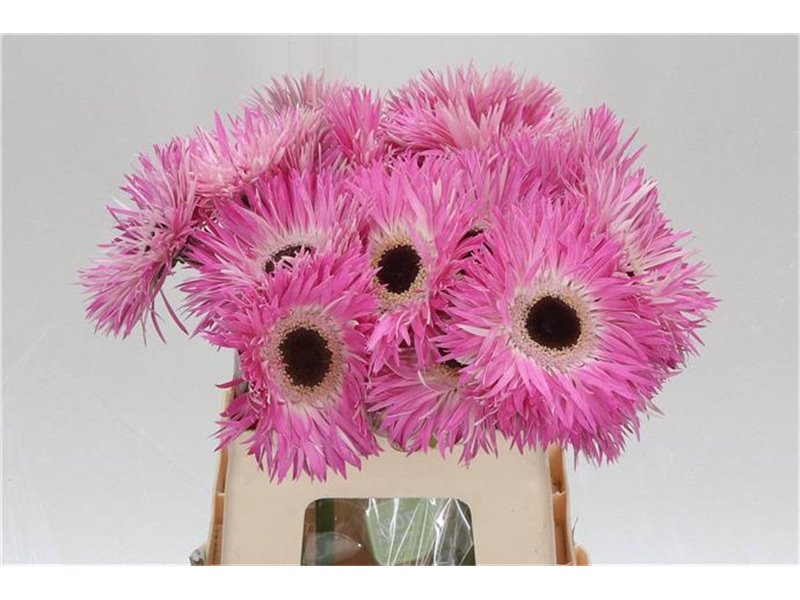 Gerbera * Sp Stitch x20 c1830
