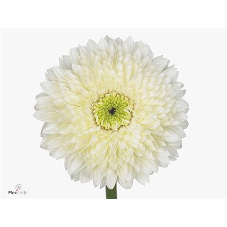 Gerbera * Terra Moon Kick x20 c1831