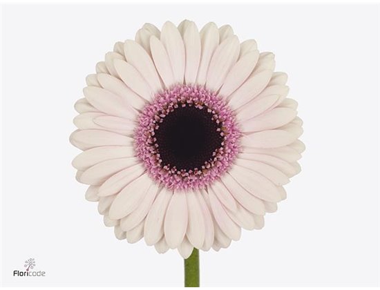 Mini Gerbera Abby Lou x20 c1854