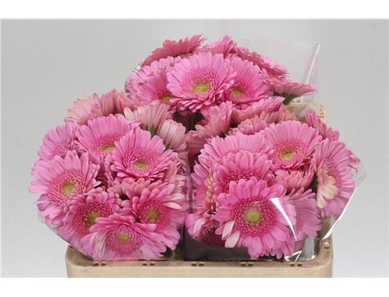 Mini Gerbera Andrina x20 c1855