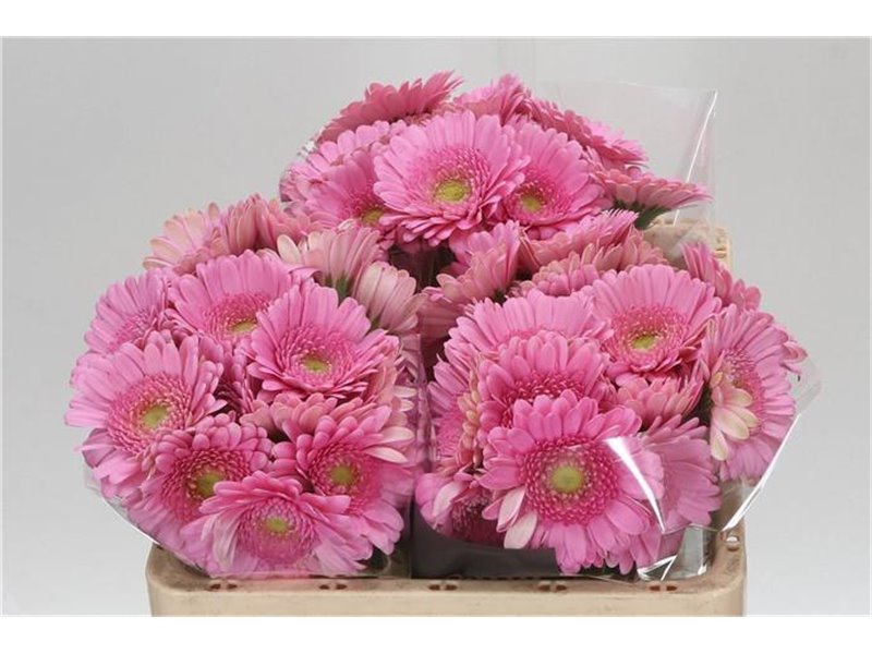 Mini Gerbera Andrina x20 c1855