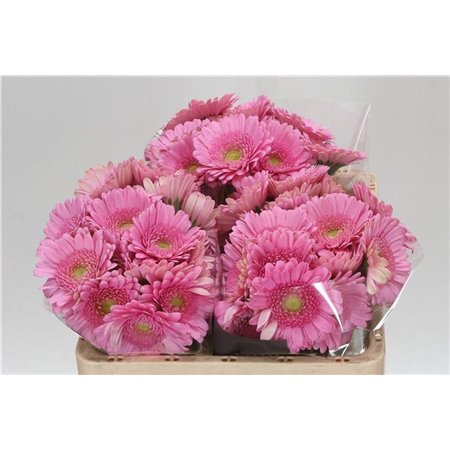Mini Gerbera Andrina x20 c1855
