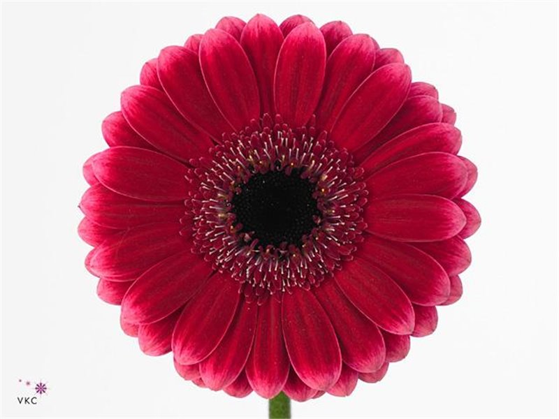 Mini Gerbera Arabel x20 c1856