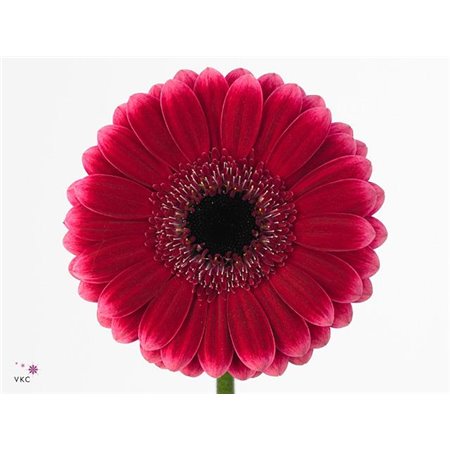 Mini Gerbera Arabel x20 c1856