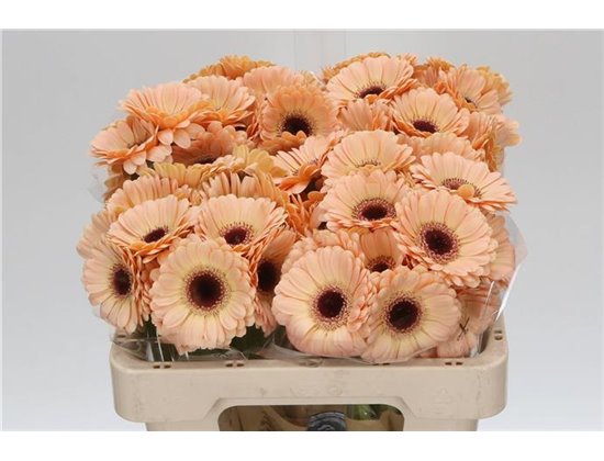 Mini Gerbera Cafe x20 c1859