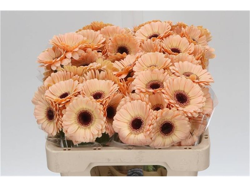 Mini Gerbera Cafe x20 c1859