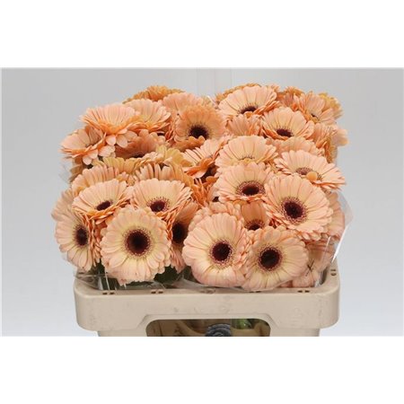 Mini Gerbera Cafe x20 c1859