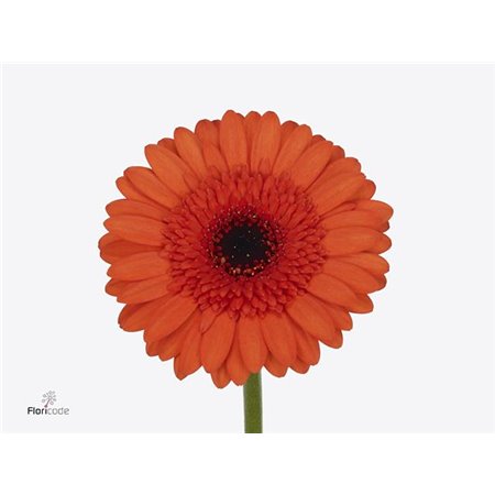 Mini Gerbera Caprice x20 c1862