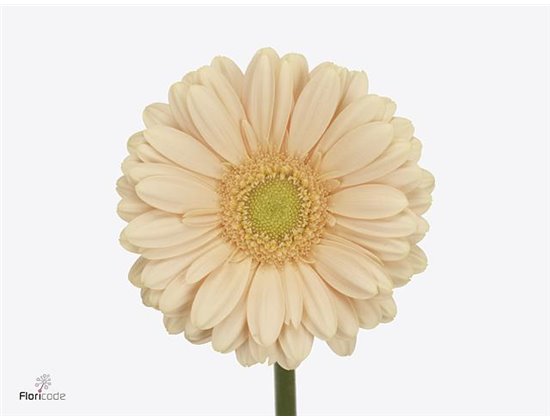 Mini Gerbera Cava x20 c1866
