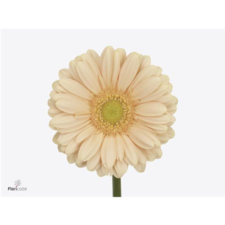Mini Gerbera Cava x20 c1866