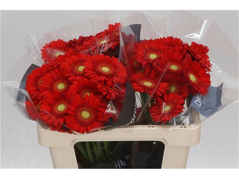 Mini Gerbera Curry x20 c1868