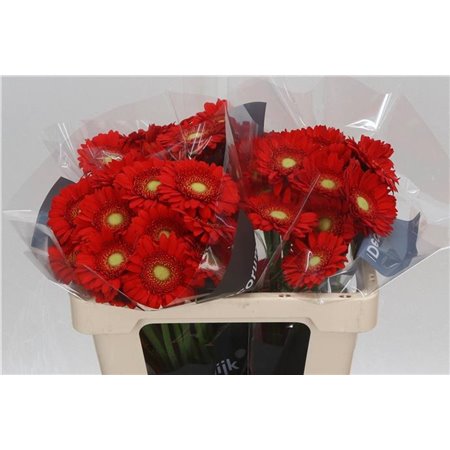 Mini Gerbera Curry x20 c1868