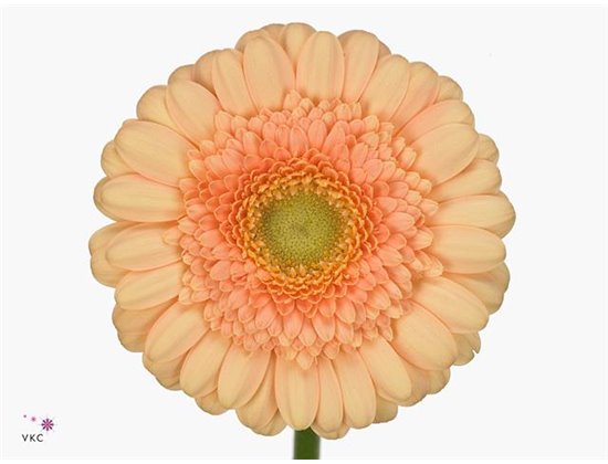 Mini Gerbera Dalida x20 c1869