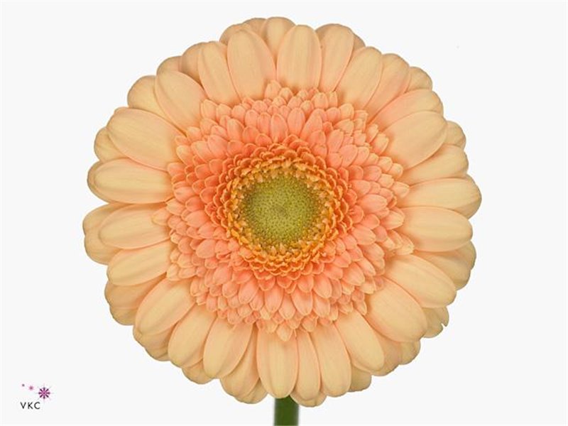 Mini Gerbera Dalida x20 c1869