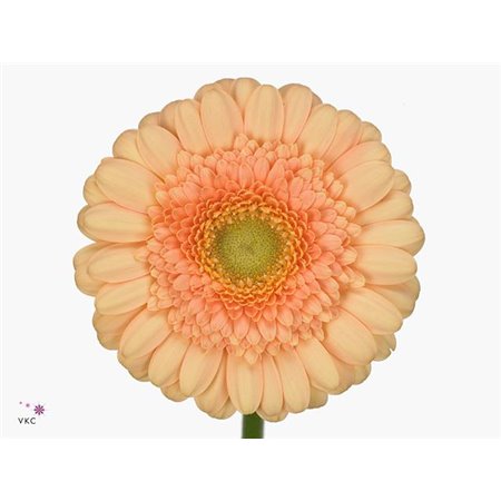 Mini Gerbera Dalida x20 c1869
