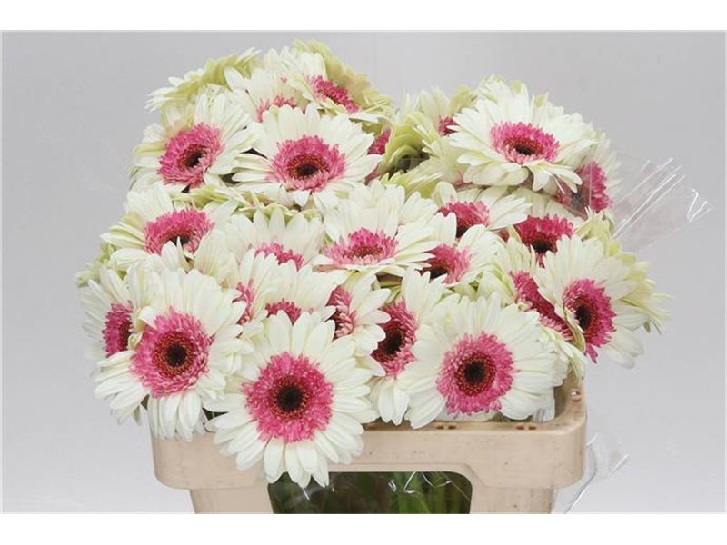 Mini Gerbera Double Fun x20 c1877