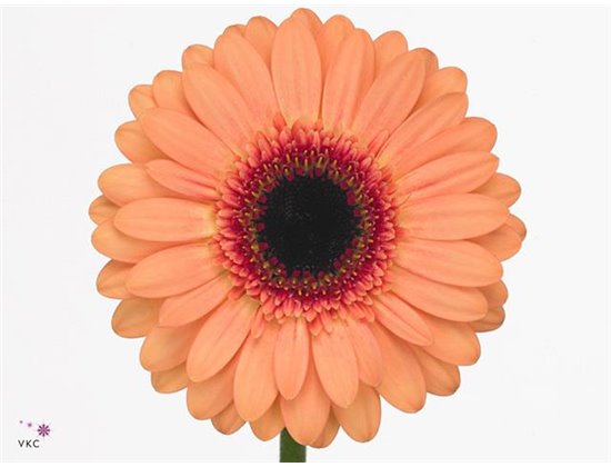 Mini Gerbera Dusty x20 c1878