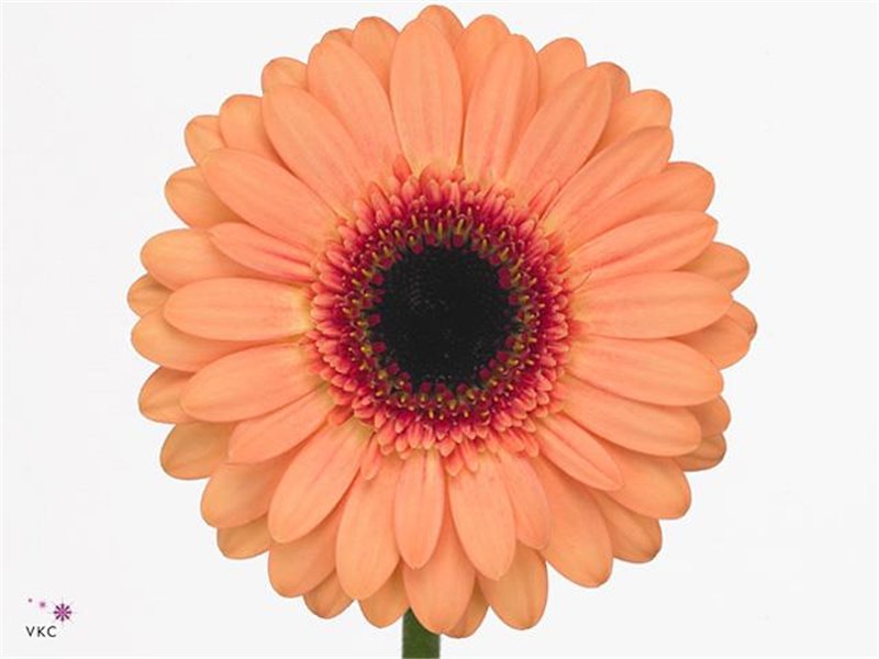 Mini Gerbera Dusty x20 c1878