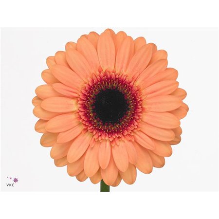 Mini Gerbera Dusty x20 c1878