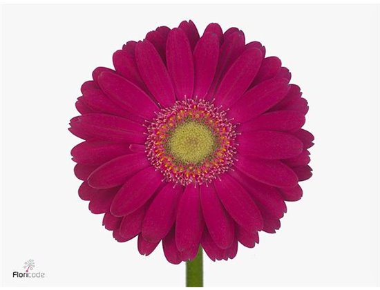 Mini Gerbera Elvis x20 c1879