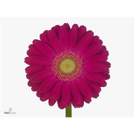 Mini Gerbera Elvis x20 c1879