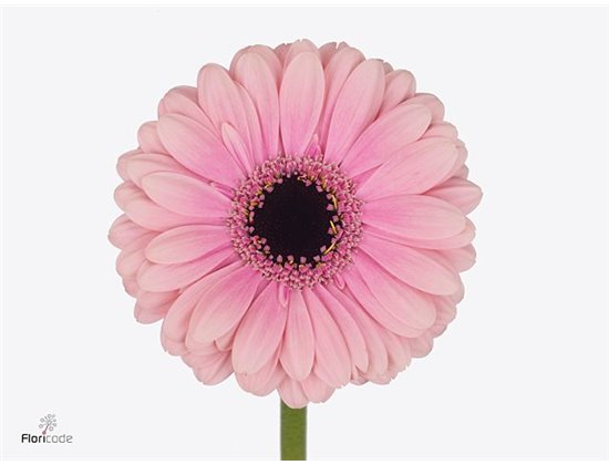 Mini Gerbera Elvis x20 c1880