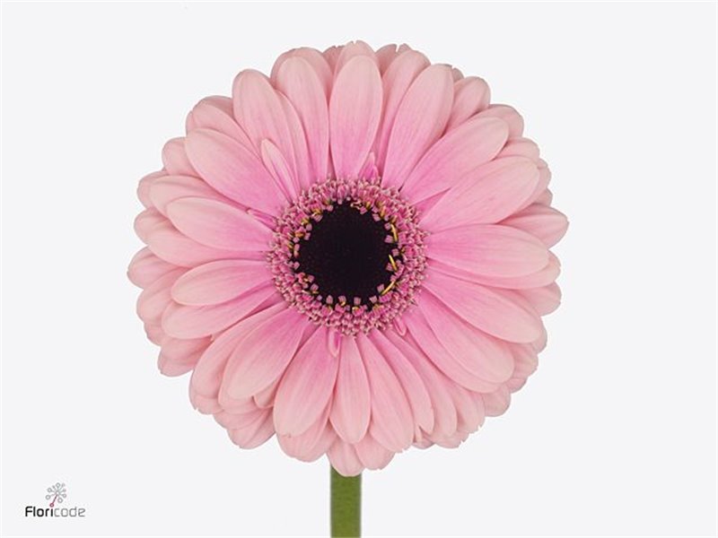 Mini Gerbera Elvis x20 c1880